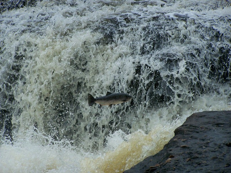 atlantic salmon