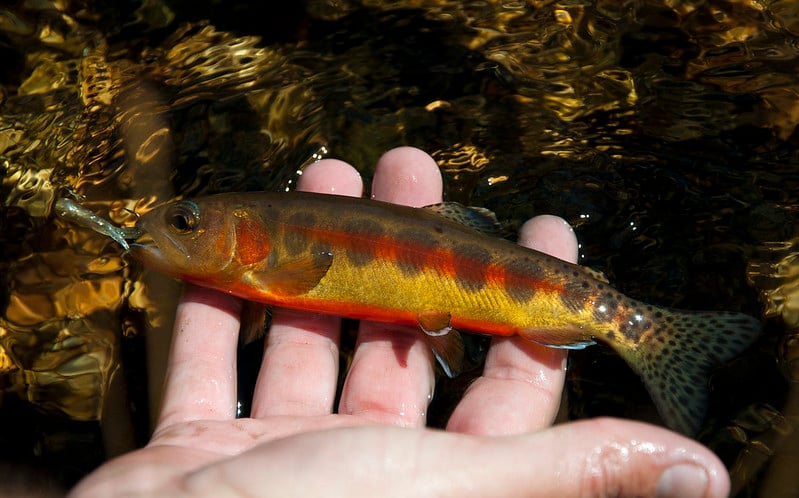 golden trout