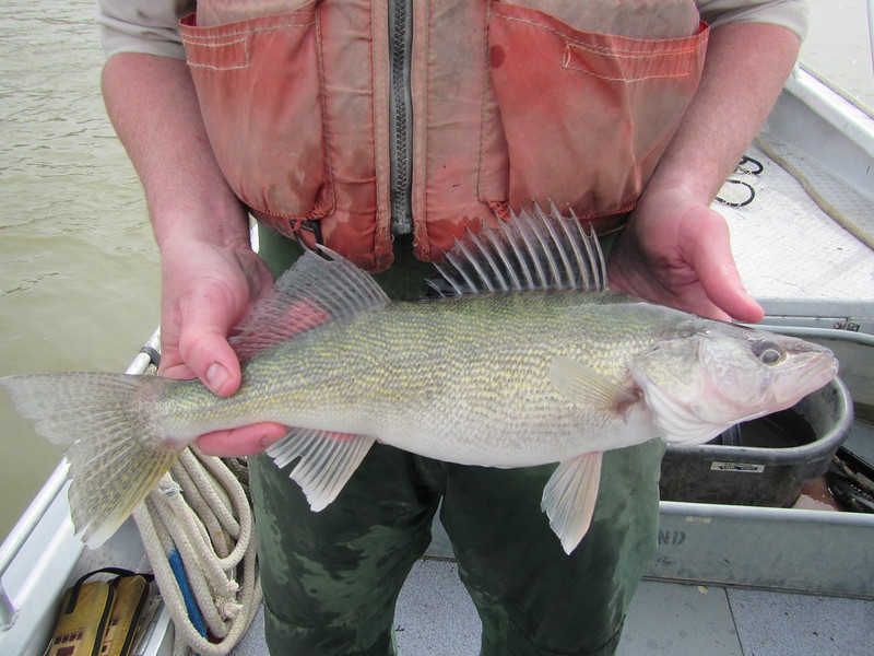 walleye 