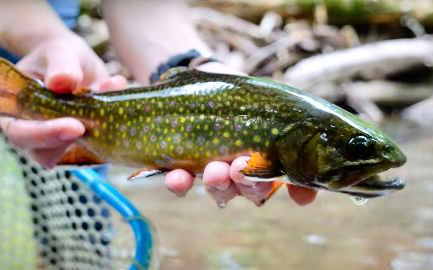 Small Creek and Big Brook Trout | MidCurrent