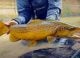 An Incredible Experience: Big Brown Trout on the Fly Rod