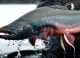 Far North Alaska: Fly Fishing for Sea-Run Dolly Varden