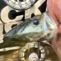 Ask MidCurrent: Straight vs. Tapered Leaders for Bass Fly Fishing