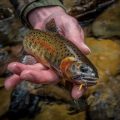 Ask MidCurrent: Leader and Tippet Length for Trout