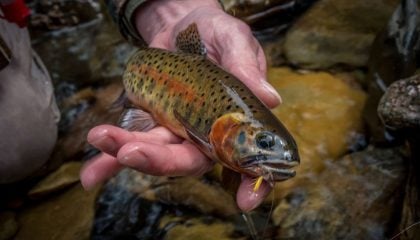 Ask MidCurrent: Leader and Tippet Length for Trout