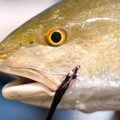 Ask MidCurrent: Family Vacation/Beach Fishing Combos