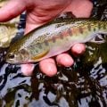 How to Fly Fish for Trout in Small Streams