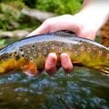 Tailwater Trout in Appalachia