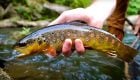 Tailwater Trout in Appalachia