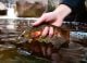 Red Water Brook Trout