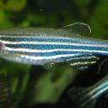 Fish Use Tastebuds to Measure Oxygen