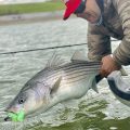 Ask MidCurrent: Freshwater Stripers on the Fly