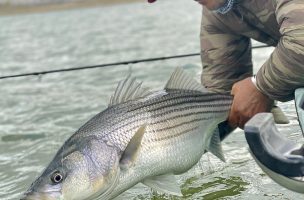 Ask MidCurrent: Freshwater Stripers on the Fly