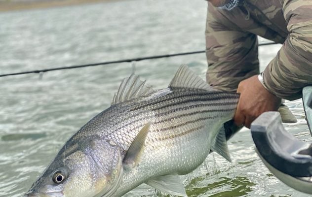 Ask MidCurrent: Freshwater Stripers on the Fly