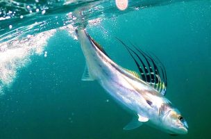 Más Roosterfish