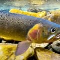 Does Barometric Pressure Affect Feeding Trout?