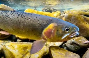 Does Barometric Pressure Affect Feeding Trout?