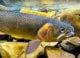 Does Barometric Pressure Affect Feeding Trout?