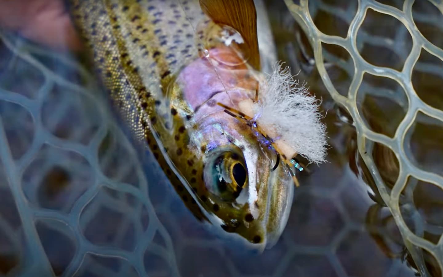 The Ultimate Guide to Fly Fishing Rigs: Dry Flies, Nymphs, & Streamers ...