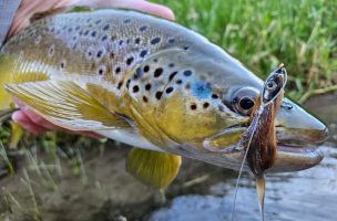 Late Summer Stripping: Streamer Strategies for Tough Conditions