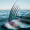 Roosterfish Dreams