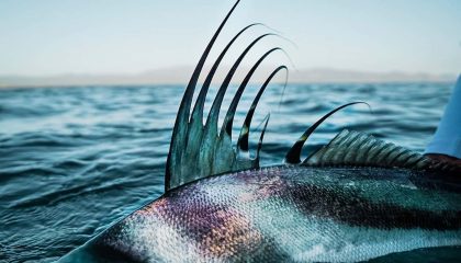 Roosterfish Dreams