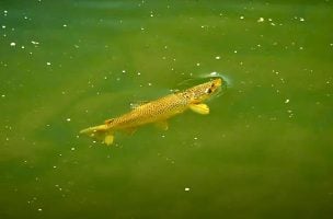 Understanding Stoneflies and Nymphs with Tom Rosenbauer