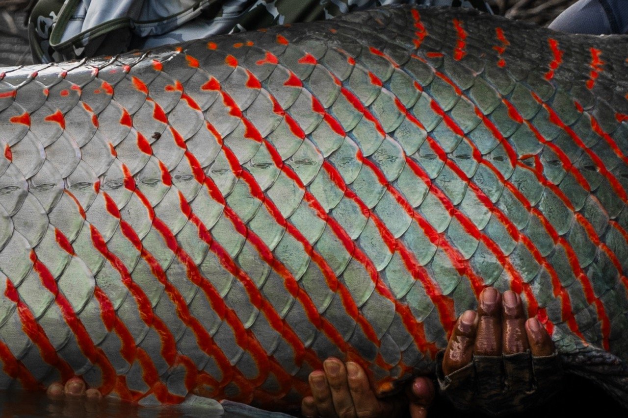 Fly Fishing Guyana