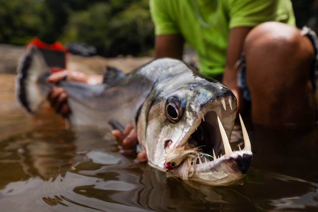 Fly Fishing Guyana