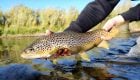 Streamer Fly Fishing for Big Trout