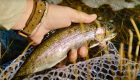 DIY Small Stream Trout: Eastern Idaho