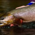 Sight Fishing Fall Cutthroat Trout