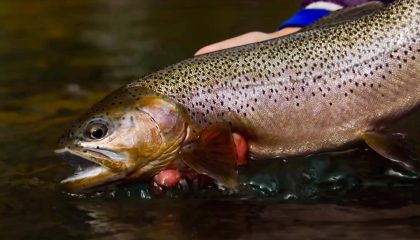 Sight Fishing Fall Cutthroat Trout