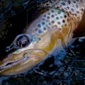 Fly Selection Tips Every Angler Needs to Know