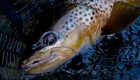 Fly Selection Tips Every Angler Needs to Know