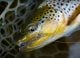 How To Catch More Fish on Dry Flies