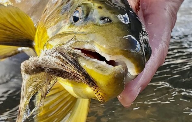 Slinging Meat: How to Fish Giant Streamers