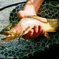 Three Fly Fishing Tips I Wish I'd Known When I Started