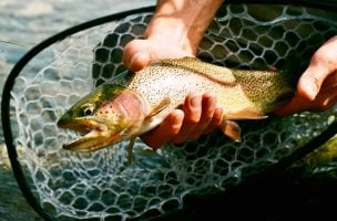 Three Fly Fishing Tips I Wish I'd Known When I Started