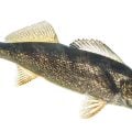 Idaho's Walleye Problem