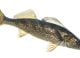 Idaho's Walleye Problem