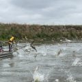 Pollution May be Stalling Carp Invasion