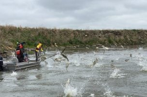 Pollution May be Stalling Carp Invasion