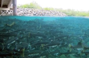 Pink Salmon Stunt Steelhead Growth