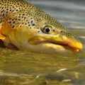 Big Brown Trout Eating Hoppers & Beetles in Clear Water