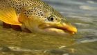 Big Brown Trout Eating Hoppers & Beetles in Clear Water