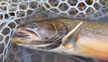 Dream Day Fly Fishing for Trout