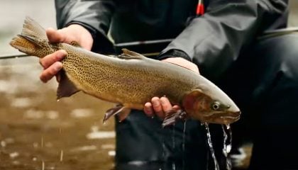 The Frying Pan River: Fly Fishing Tips & Tricks