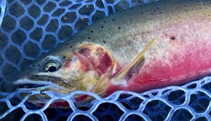 Fly Fishing for the Most Beautiful Fish on Earth