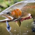 Fly Fishing For Big Trout: Mouse Flies